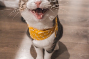 Kedi